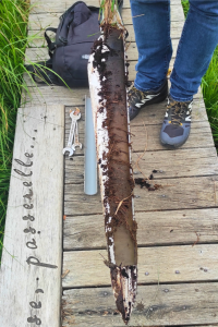 FORET carotte de terre