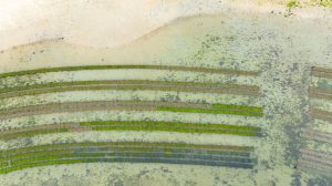 atlas socioculturel du Bélon vu du ciel